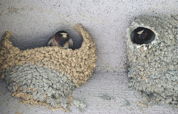Cliff Swallows nesting at the Visitor Centre