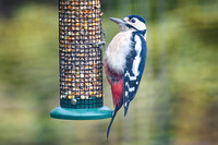 Woodpecker
