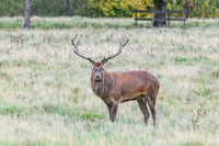 Tatton Deer Rut