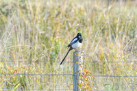 Port Sunlight River Park
