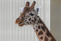 Chester Zoo