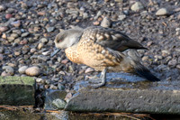 Patagonian Crested Duck - Wildfowl of the world collection