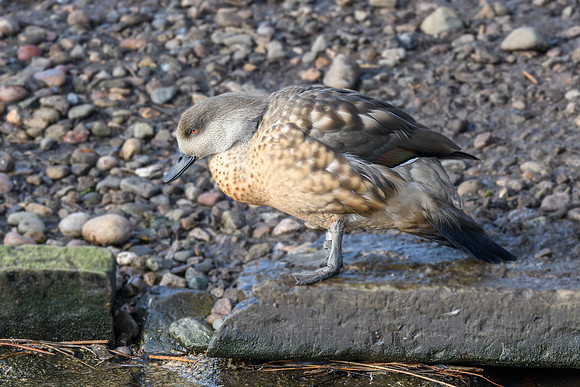 Patagonian Crested Duck - Wildfowl of the world collection
