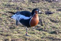 Red-breasted Goose - Wildfowl of the world collection