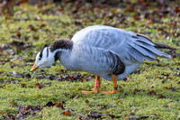 Bar-headed Goose - Wildfowl of the world collection