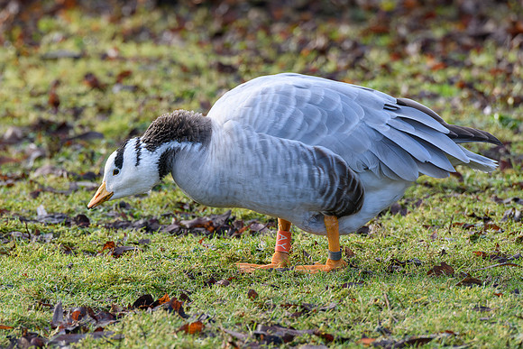 Bar-headed Goose - Wildfowl of the world collection