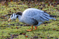 Bar-headed Goose - Wildfowl of the world collection