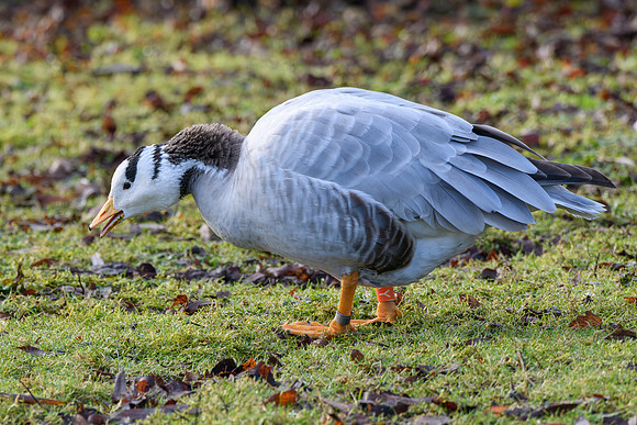 Bar-headed Goose - Wildfowl of the world collection