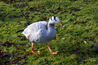 Bar-headed Goose - Wildfowl of the world collection