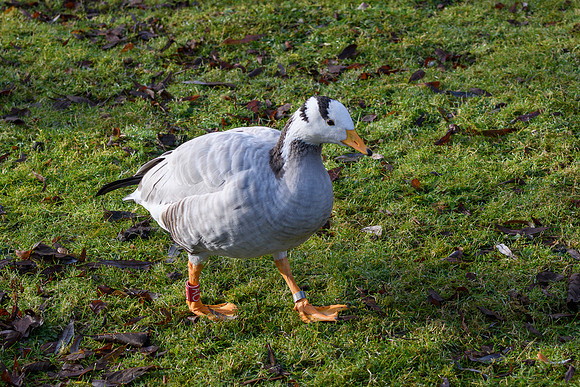 Bar-headed Goose - Wildfowl of the world collection