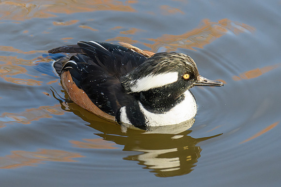 Hooded Merganser - Wildfowl of the world collection