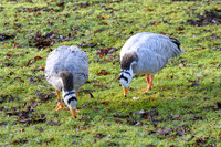 Bar-headed Goose - Wildfowl of the world collection