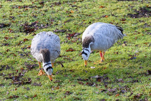 Bar-headed Goose - Wildfowl of the world collection