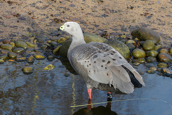 Cape Barren Goose - Wildfowl of the world collection