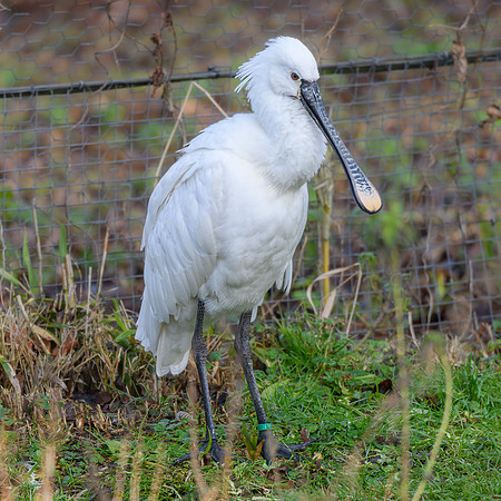 Spoonbill - Wildfowl of the world collection