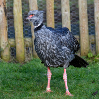Southern Screamer - Wildfowl of the world collection
