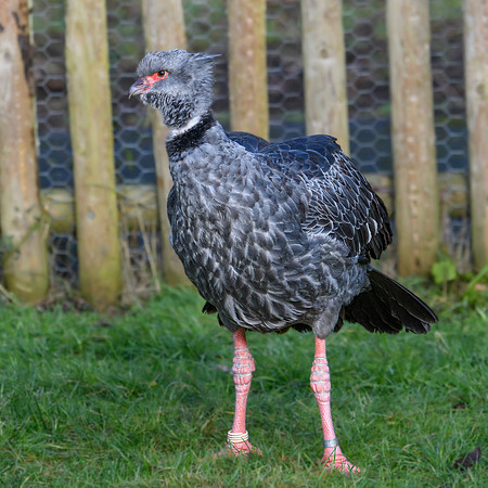 Southern Screamer - Wildfowl of the world collection