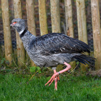 Southern Screamer - Wildfowl of the world collection