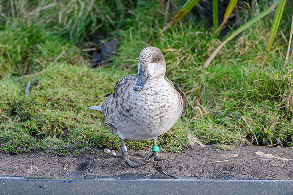 Marbled Teal - Wildfowl of the world collection
