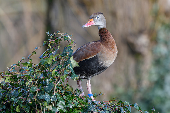 Black-Bellied Whistling Duck - Wildfowl of the world collection
