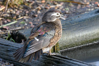 Carolina Duck [f] - Wildfowl of the world collection