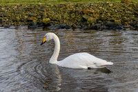 Whooper Swan