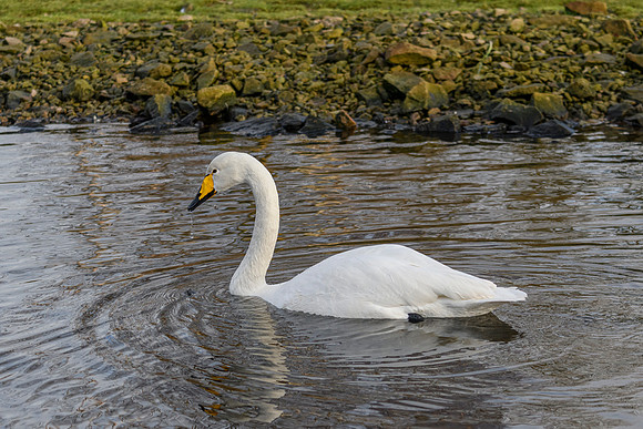 Whooper Swan