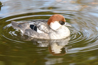 Smew [f] - Wildfowl of the world collection