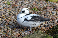 Smew [m] - Wildfowl of the world collection