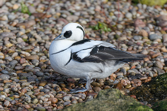 Smew [m] - Wildfowl of the world collection