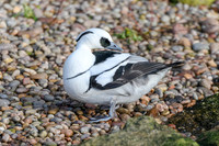 Smew [m] - Wildfowl of the world collection