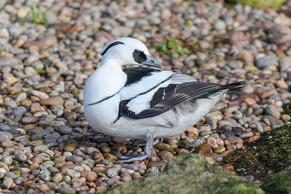 Smew [m] - Wildfowl of the world collection