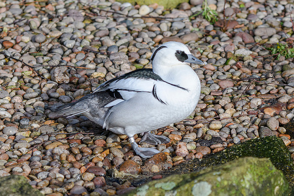 Smew [m] - Wildfowl of the world collection