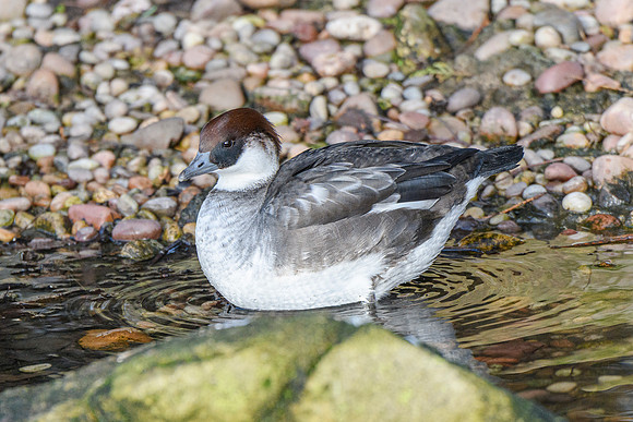 Smew [f] - Wildfowl of the world collection