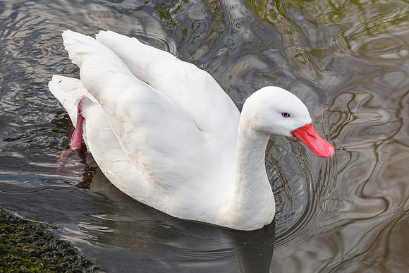 Coscoroba Swan - Wildfowl of the world collection