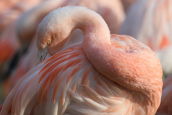 Chilean Flamingo - Wildfowl of the world collection
