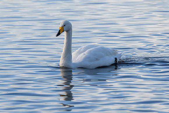 Whooper Swan