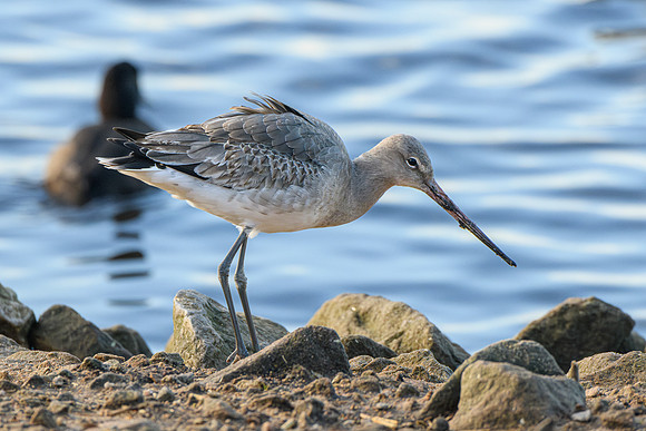 Black-tailed Godwit