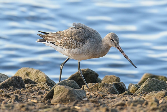 Black-tailed Godwit