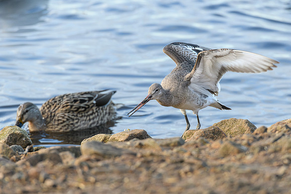 Black-tailed Godwit