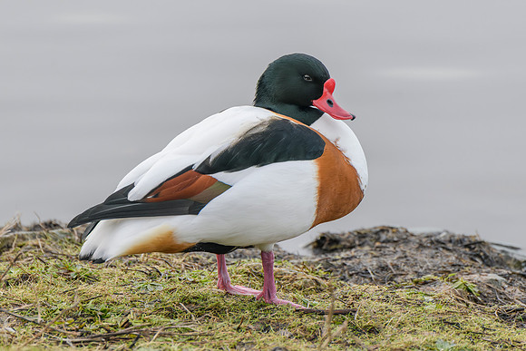 Shelduck