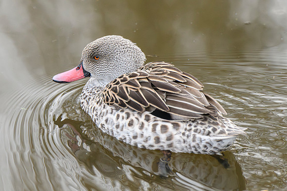 Cape Teal