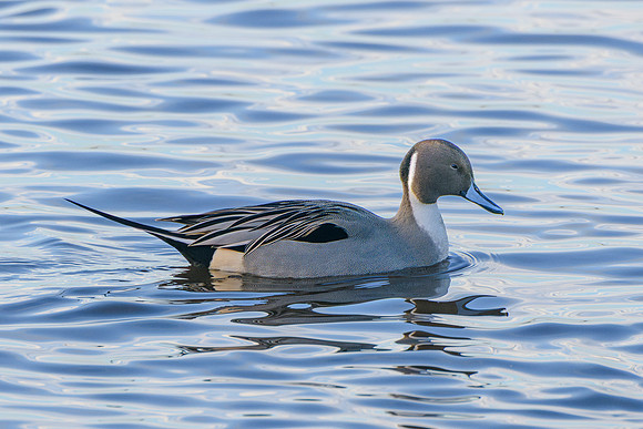 Pintail