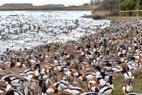 WWT Martin Mere Video