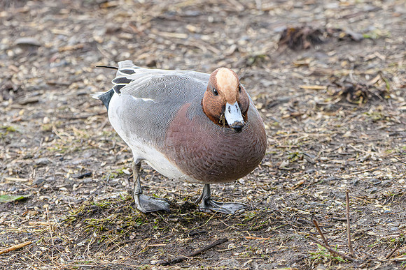 Wigeon
