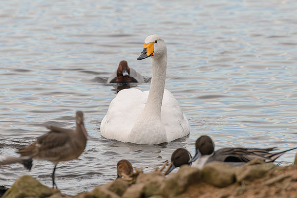 Whooper Swan