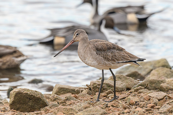 Black-tailed Godwit