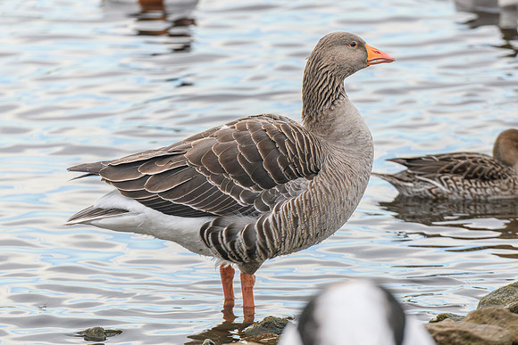 Greylag Goose