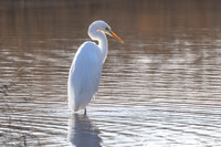 RSPB Burton Mere