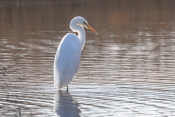 Great Egret